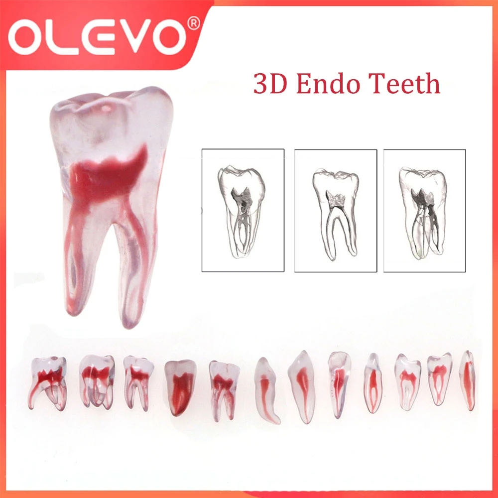 OLEVO 1 Pcs Dental RCT Endo Training Teeth Root Canal Model 3D Curved Premolar Cuspid Teeth Models 12 Sizes Endodontic Teaching