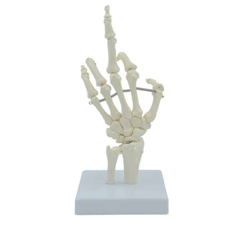 Human Hand Skeleton Model Hand Bone with Base for Anatomy Study Medical Lectures Life Size Flexible Knuckles Fingers