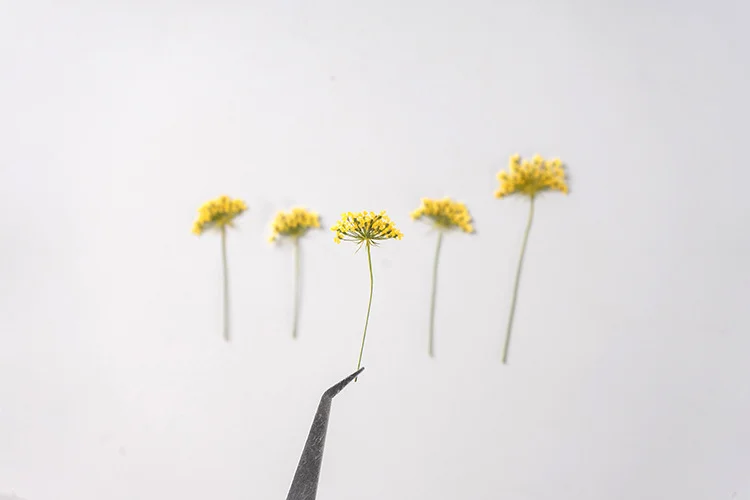48Pcs Vibrant Colored Small Snowdrop Flowers with Side-Pressed Stems, Real Flower Plant Specimens for Teaching, DIY Crafts, Photo Frames, Bookmarks, Phone Cases, Pressed Flowers, Dried Flower Bookmarks, Decorations