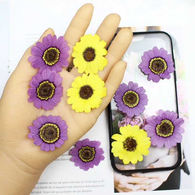40pcs Pressed Dried 3-5cm Yellow/Purple Grandaisy Flower Plants Herbarium Jewelry iPhone Phone Case Frame Making Accessories view 3