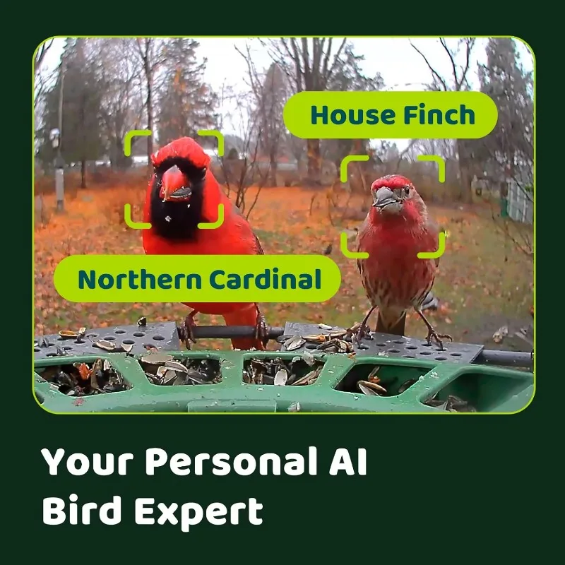 Smart Bird Feeder with Camera, Dual-Lens, Solar-Powered, Wireless Birdwatching
