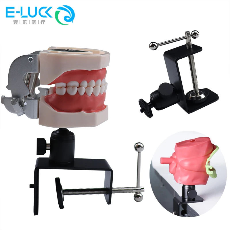 Dental Head Model Stand Manikins Phantom Model Dental Teeth Head Model Dental Teaching Clamp For Table