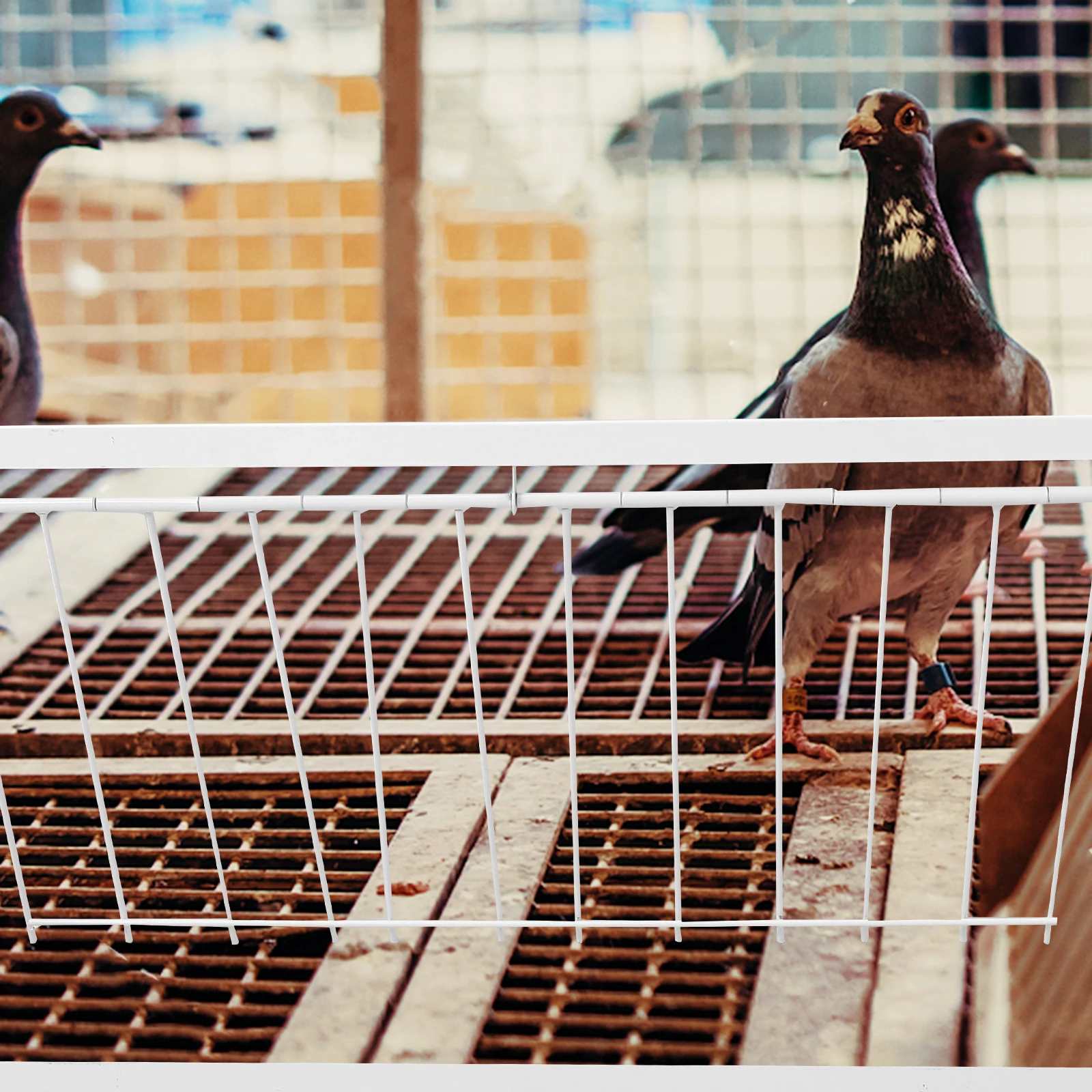 

Durable Iron Pigeon Door Reinforced Bird Cage Entrance Install for Racing Pigeon Trap Bird Cage Supplies