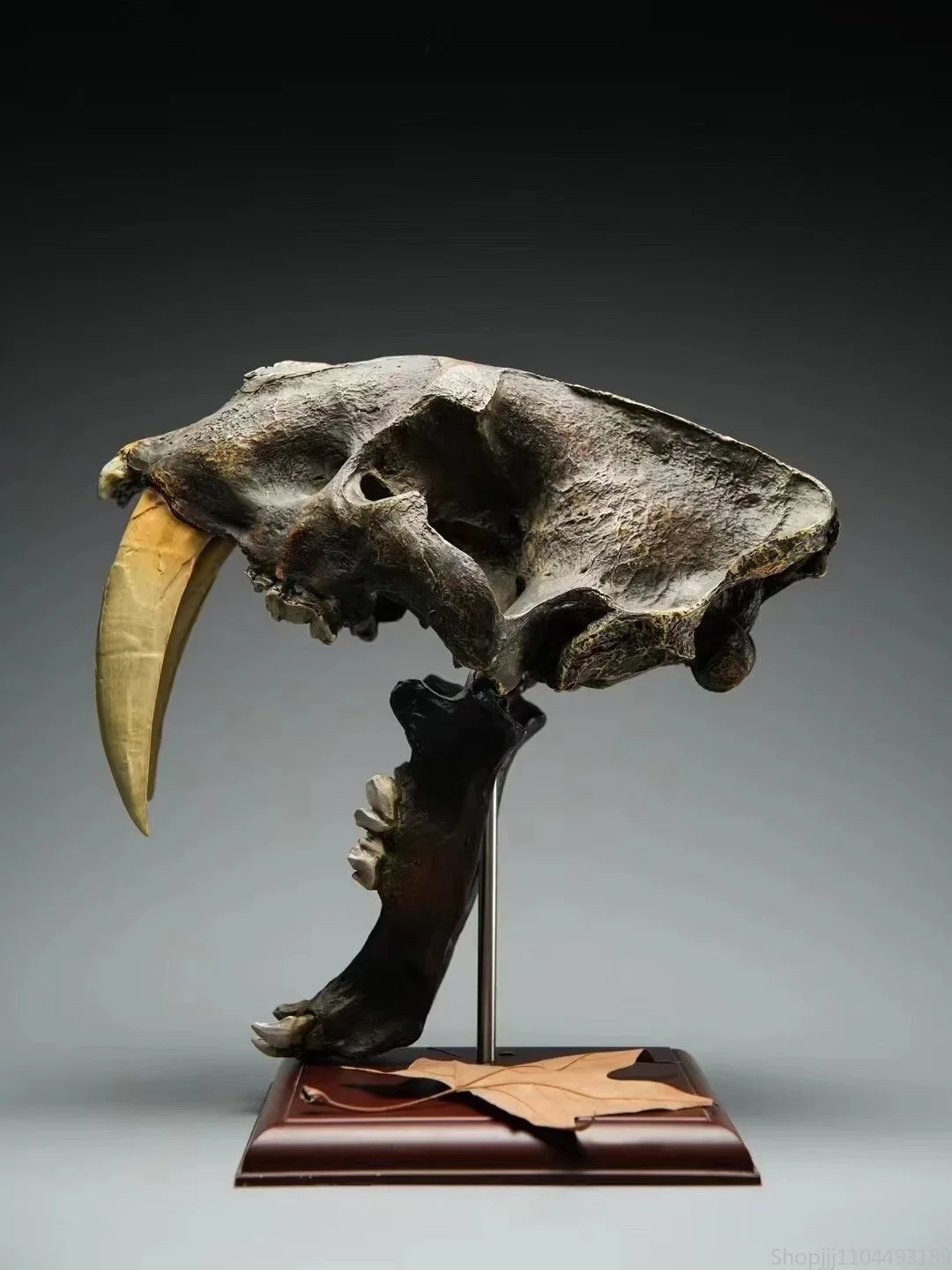 

Life-Size Sabertooth Skull Replica - Tar Pit Fossil Texture, Museum-Quality Animal Skull Decor for Home Unique Paleontology Gift