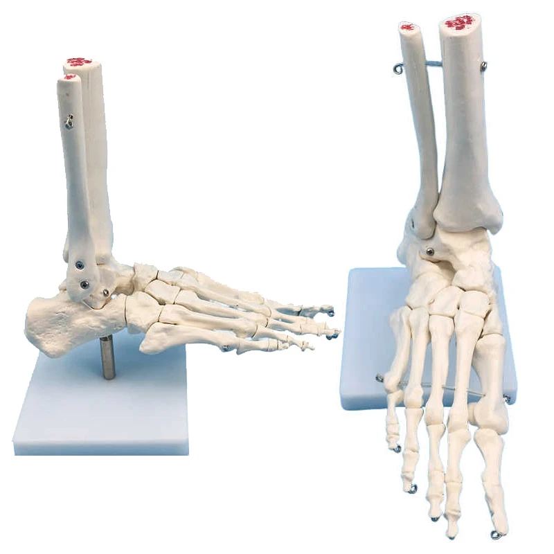 

Анатомическая модель скелета на щиколотке в натуральную величину, медицинский дисплей, учебный инструмент, медицинские научные канцелярские принадлежности для школы, новинка 1:1