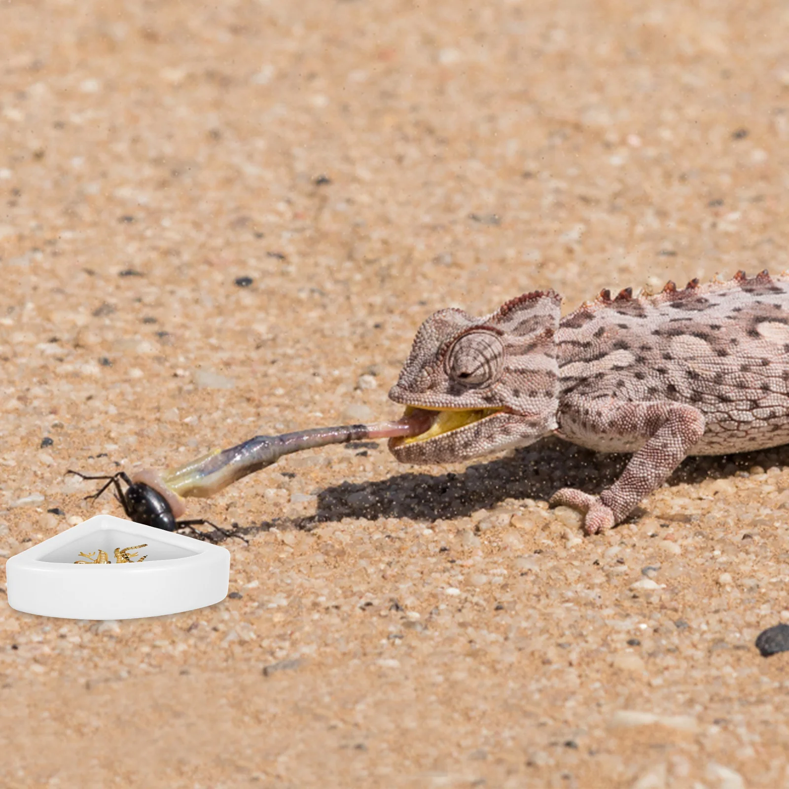 

2Pcs Reptile Feeding Bowl Ceramics Material Safe Durable Small Animals Lizard Feeder Flat Base Stable Standing