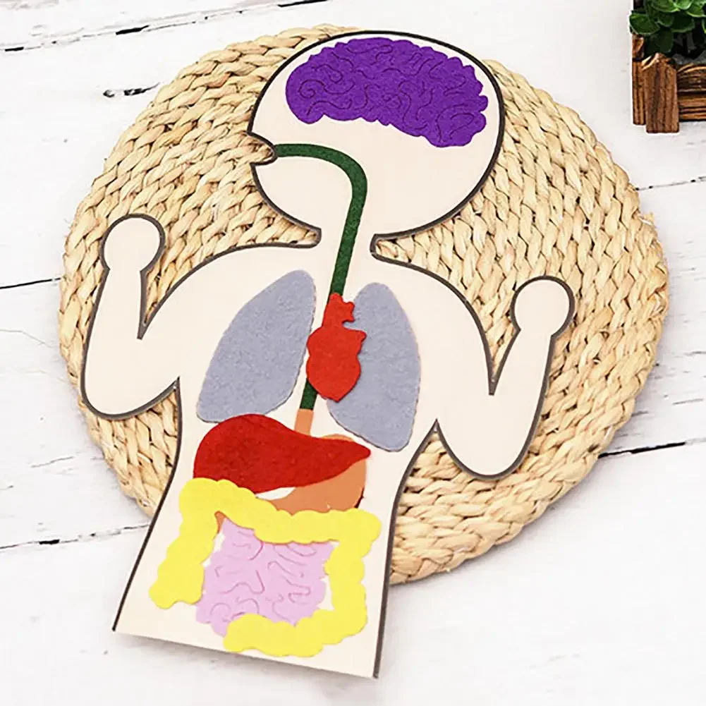 

Human Body Parts Learning Sewing Toy Kids DIY Felt Internal Body Organs Kit Materials Early Educational Teaching Aids Toys Gift