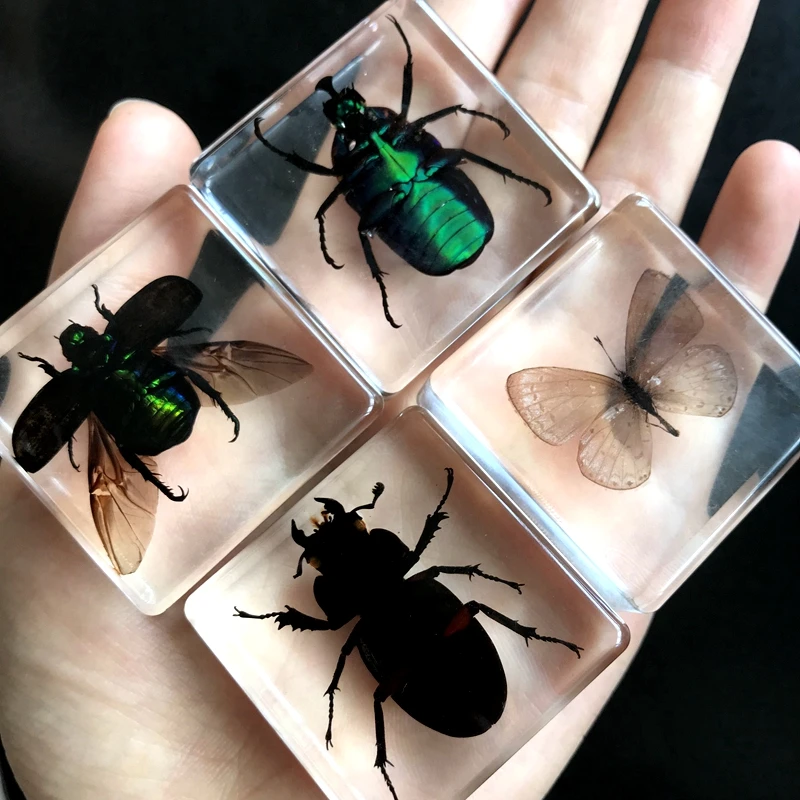 4PCS/LOT Chafer specimens embedded with artificial amber resin specimens Beetle for scientific and educational collection