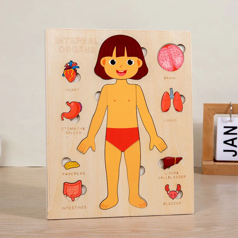 Montessori Corpo Cognitivo Board para Meninos e Meninas, Brinquedos Educativos para Crianças, Montessori Wooden Puzzle, Quebra-cabeças Multicamadas