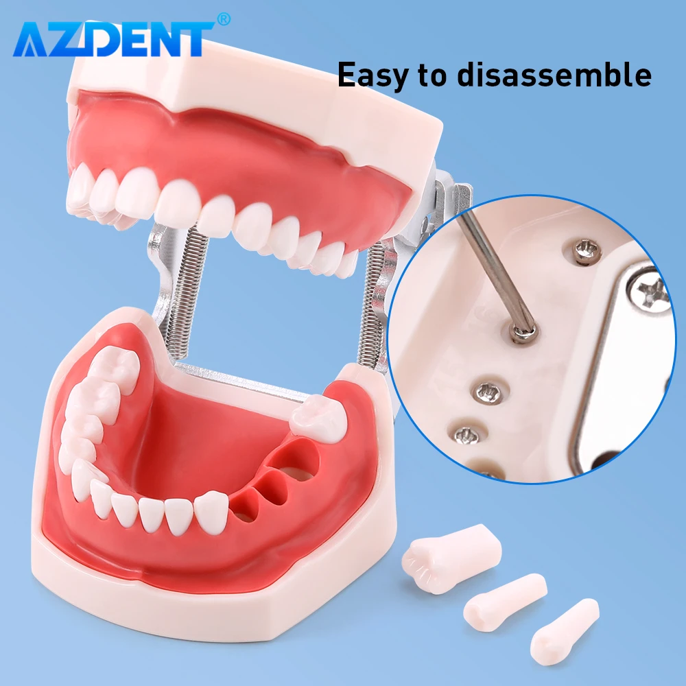 Dental Resin Model Removable Training Typodont AZDENT Teeth Model for Dentists Practice Adults Children Dentistry Equipment