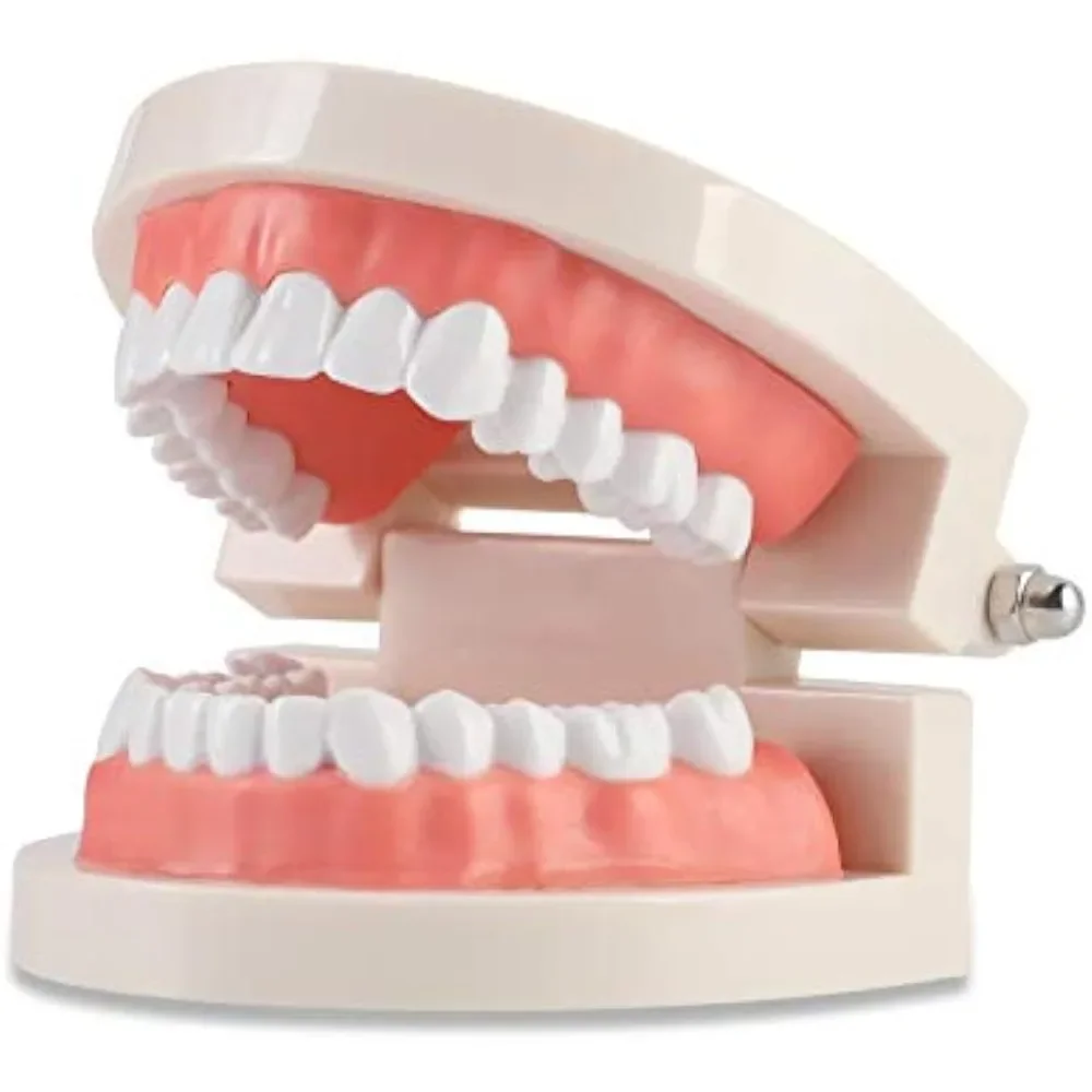 

Dental adult standard dental model, demonstration denture model for children, dental students, teaching, display, education