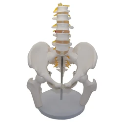 5 Lumbar Vertebrae With Pelvic And Fractured Leg Bone Nerves 24 * 20 * 30cm Plastic Bone Model Of Human Body Teaching Equipment
