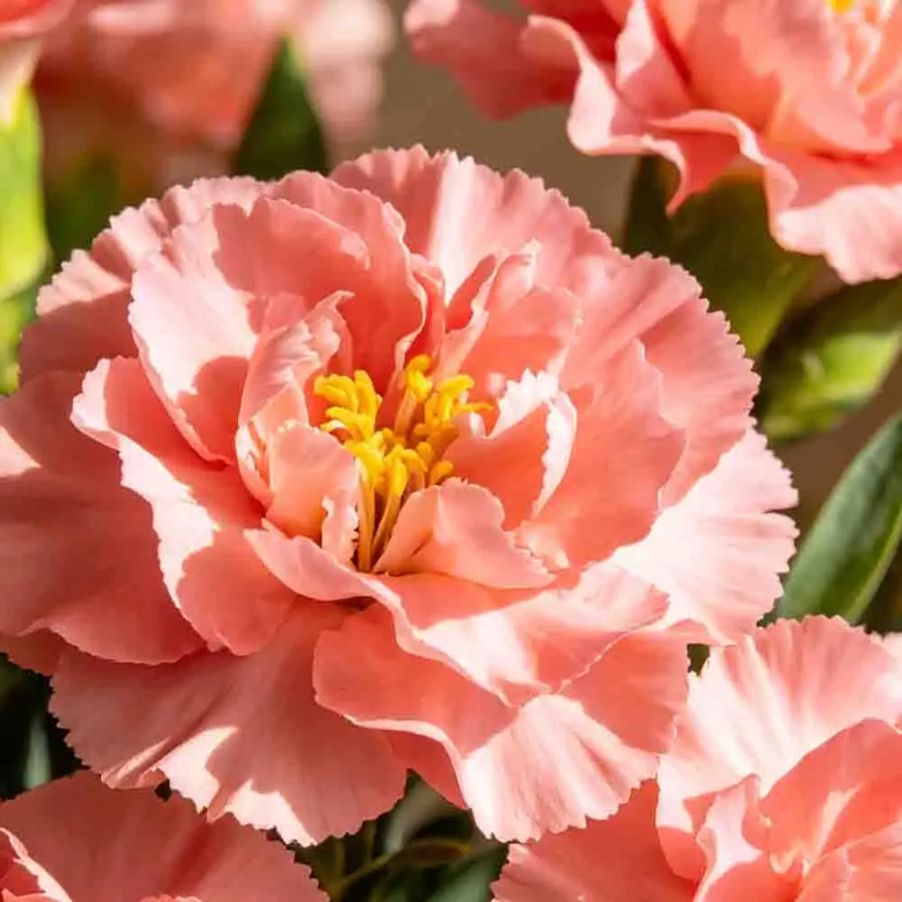 

Бесколлекторный двигатель SpeedyBee 1507-3600KV для квадрокоптера Master3X 3-3.6 дюйма для FPV-гонок и фристайла, аксессуары для радиоуправляемых моделей