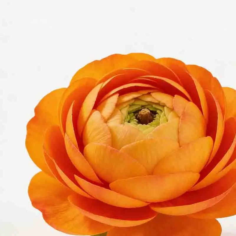 

T-Motor Hobby AM20 Pro 1500KV/1900KV 1-2S Brushless Motor For Fixed-Wing Airplane Drone RC Accessories