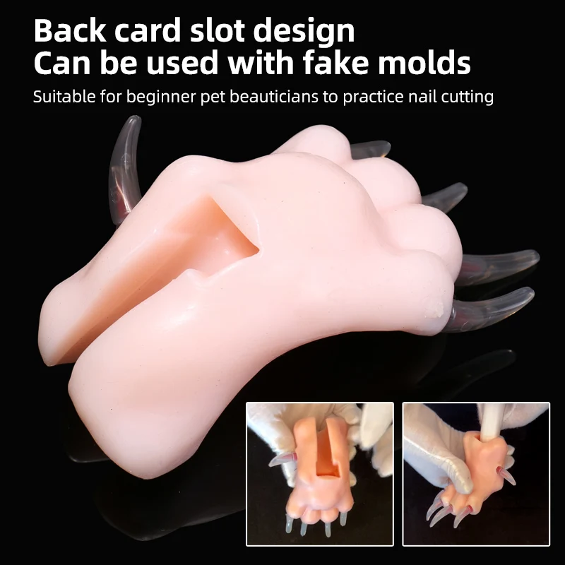 Imagem -06 - Silicone Simulação Cão Pata Ensino Modelo Pet Beleza Ensino Escolar Esteticista Pet Júnior Pregos de Cachorro Unhas de Cachorro Moendo