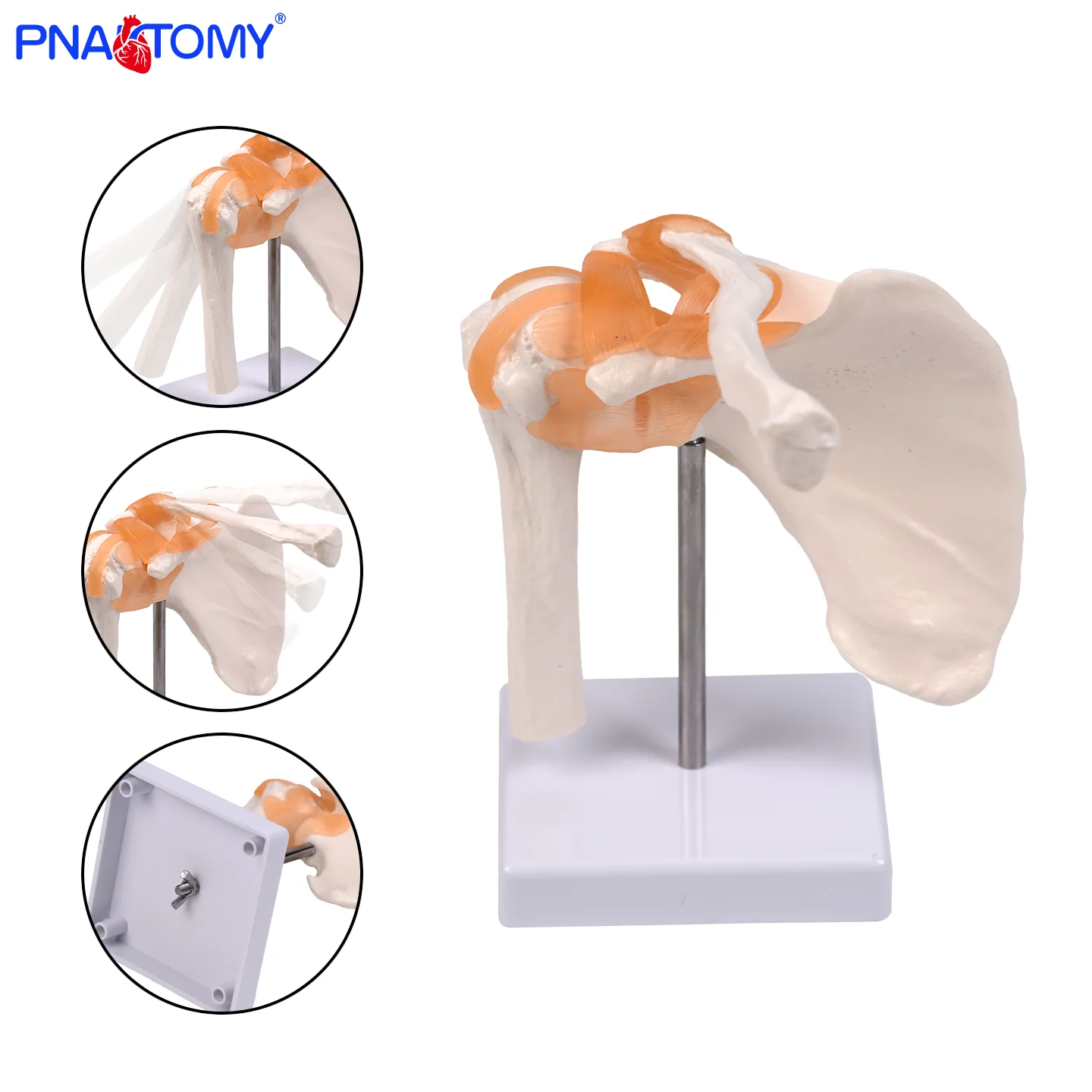 

Anatomical Human Skeleton Shoulder Joint Model with Ligament for Medical School Teaching Nurse Training Clinical Training
