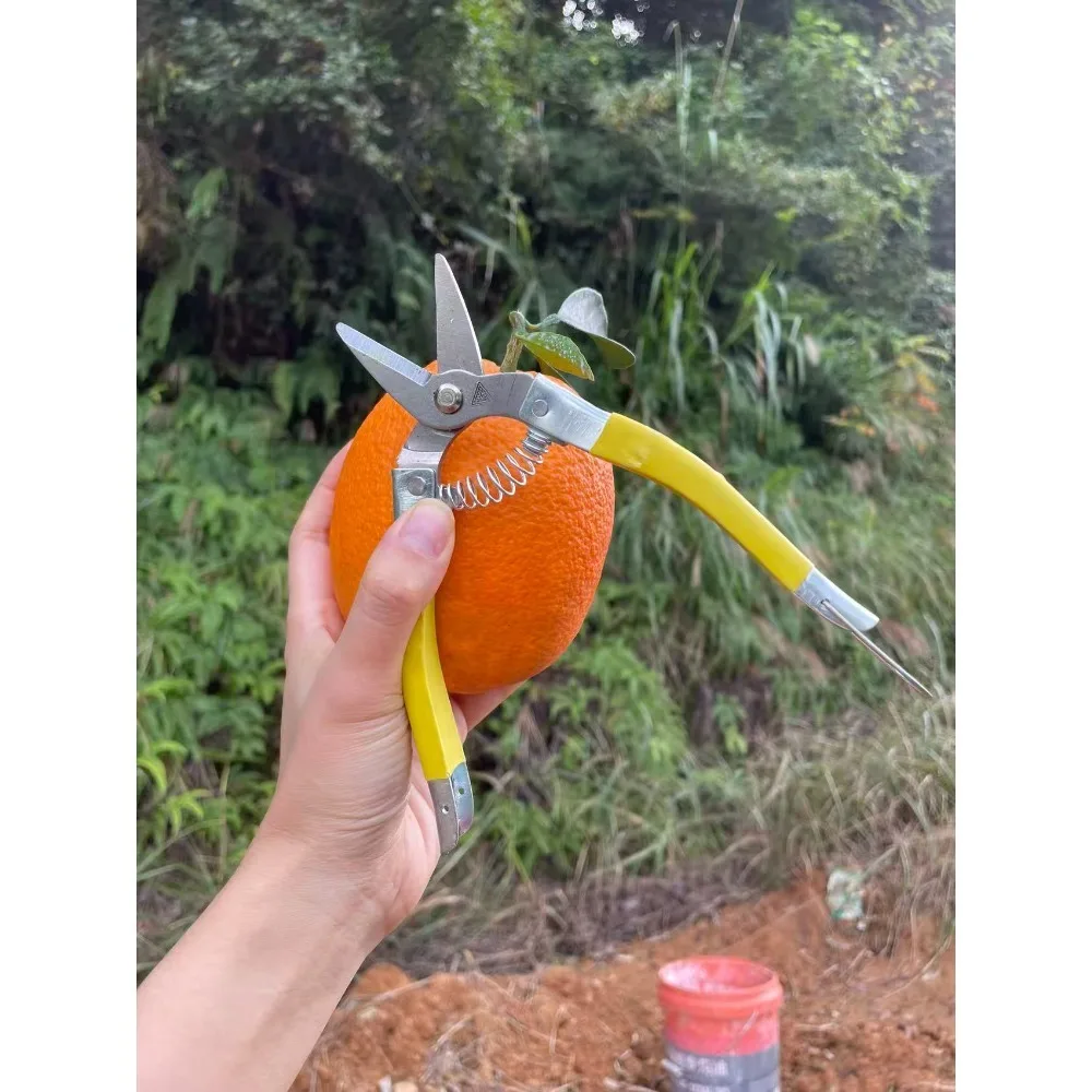 

Премиальные ножницы для фруктов из нержавеющей стали, желтые, маленькие, для редких растений, садовые ножницы из углеродистой стали, острые, для обрезки, оранжевые, прочные
