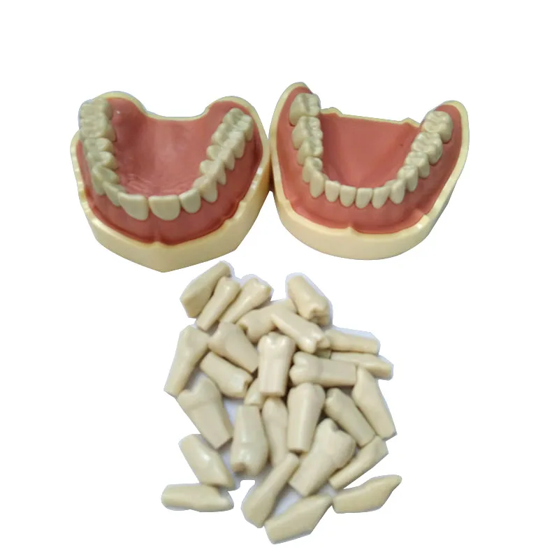 Human Anatomy Typodont Replacement Human Tooth Model Practical False Orthodontic Tooth Model Frasaco ANA4 Tooth Model