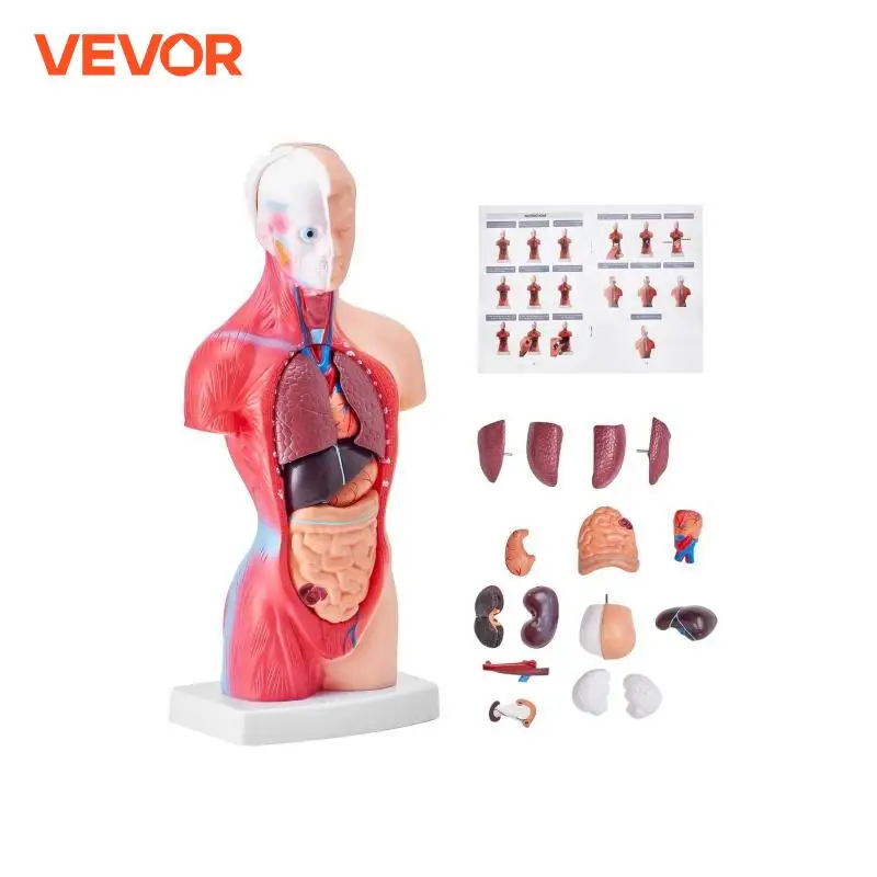 VEVOR Human Body Model 15/23 Parts Anatomical Skeleton Model with Removable Organs Educational Teaching Tool Education Display
