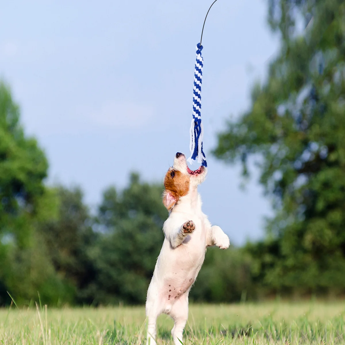 Brinquedo interativo para cães, brinquedos pequenos para mastigar, teaser para animais de estimação, limpo, extensível, flertar, criança