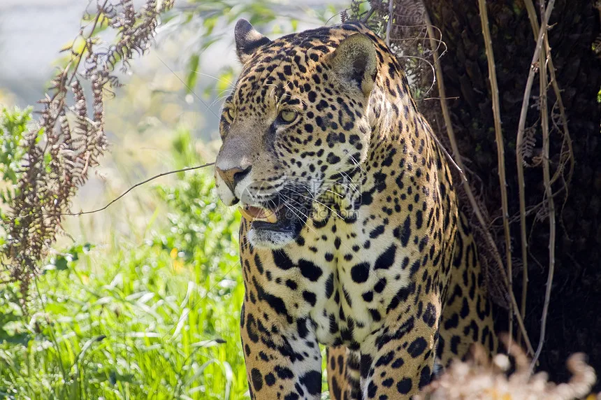 

Carbon Fiber LCG Chassis Kit Frame Rail Skid Plate Gearbox Bumper Set for Axial SCX10 1/10 RC Crawler Car DIY Upgrade Parts