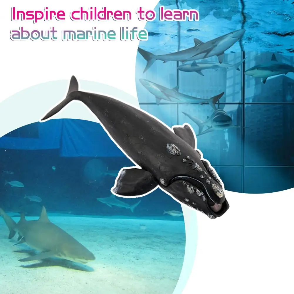 Ocean Model Right Whale Model Realistic Right Whale Figurine Sculpture for Kids Educational Ocean Toy Desktop for Boys