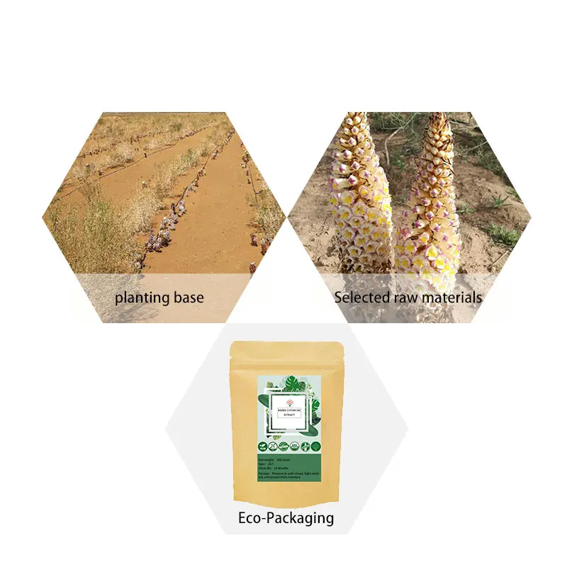 100-1000g Cistanche Deserticola / Desertliving Cistanche / Free Shipping