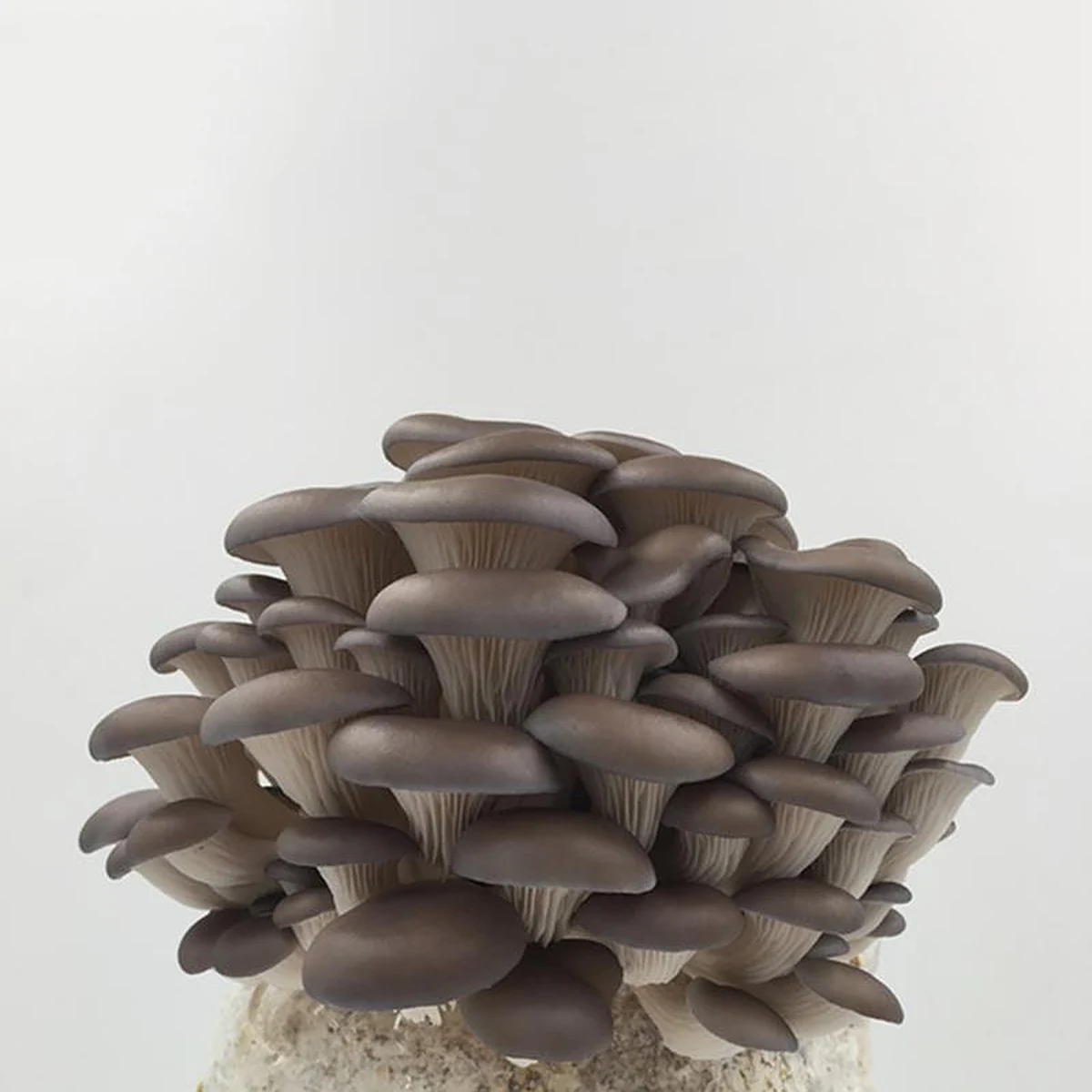 10 قطع من أكياس بذور الفطر المحار، نباتات الفطر، أكياس تفرخ الزراعة