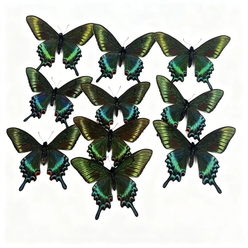 6-100 pcs natural Real Butterflies Specimen (Small Papilio maackii）