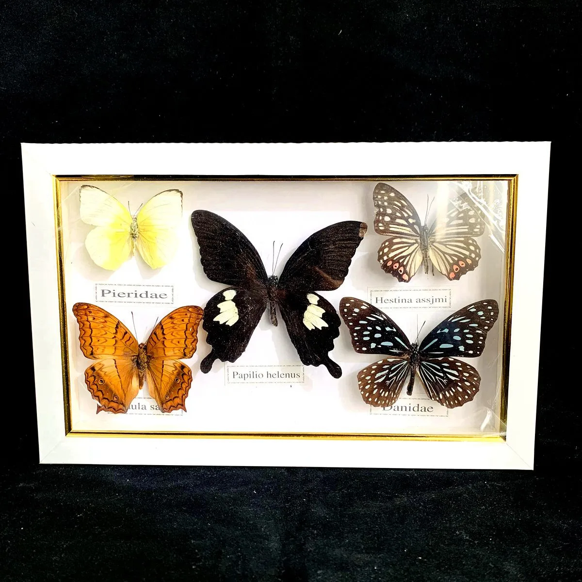 

Beautiful Butterfly Specimen Collection Educational Material Photo Frame Artwork Decoration children Living RoomHome Decoration