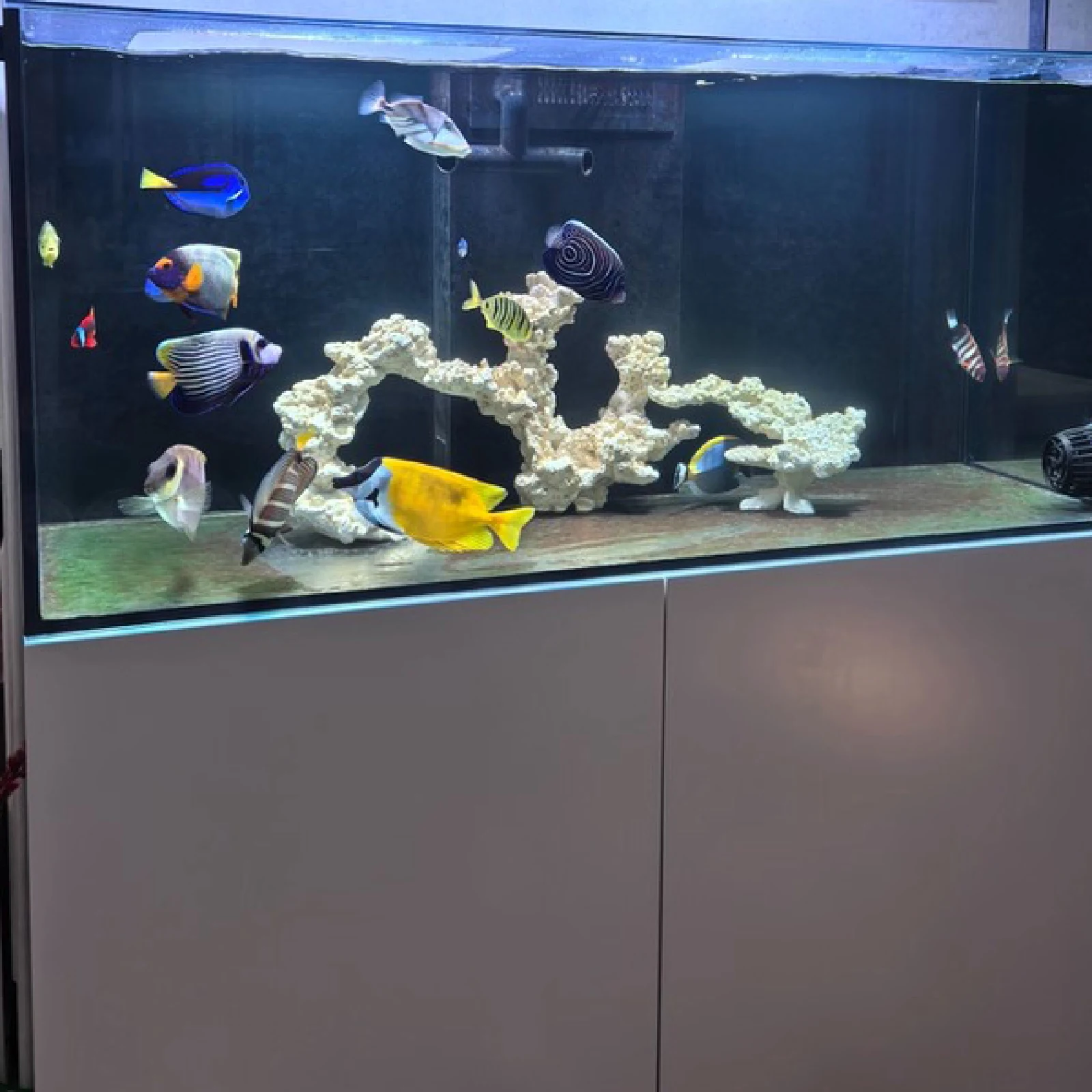 Thumbnail 2 - #20 Best Glass Aquarium Tanks to Buy In 2026