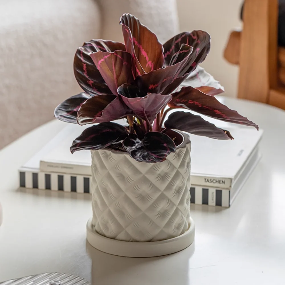 

Набор форм для армированного цементного кашпо, прочный пластиковый каркас для стабильного литья, сочная штукатурка, бетона, органический современный горшок «сделай сам»