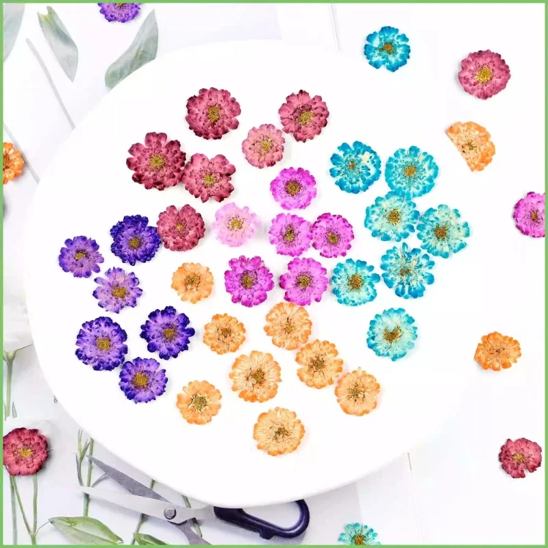 12pcs/1-2cm,Pressed Daisy Chamomile Mini Dry Flower DIY Drop Glue Phone Case Jewellery Accessories Face Flora Makeup Nail Art
