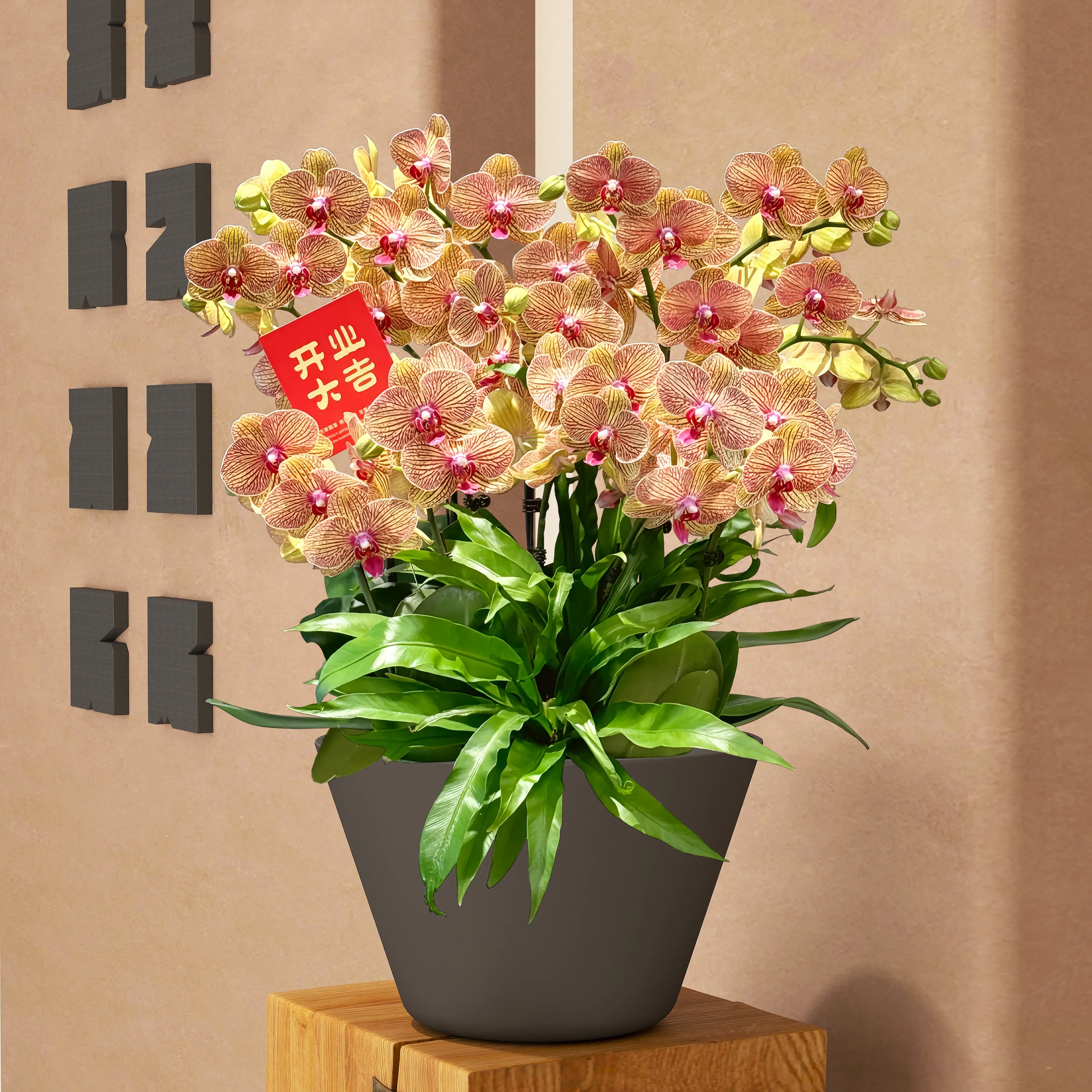 

Large diameter Phalaenopsis pot wrought iron flower pot