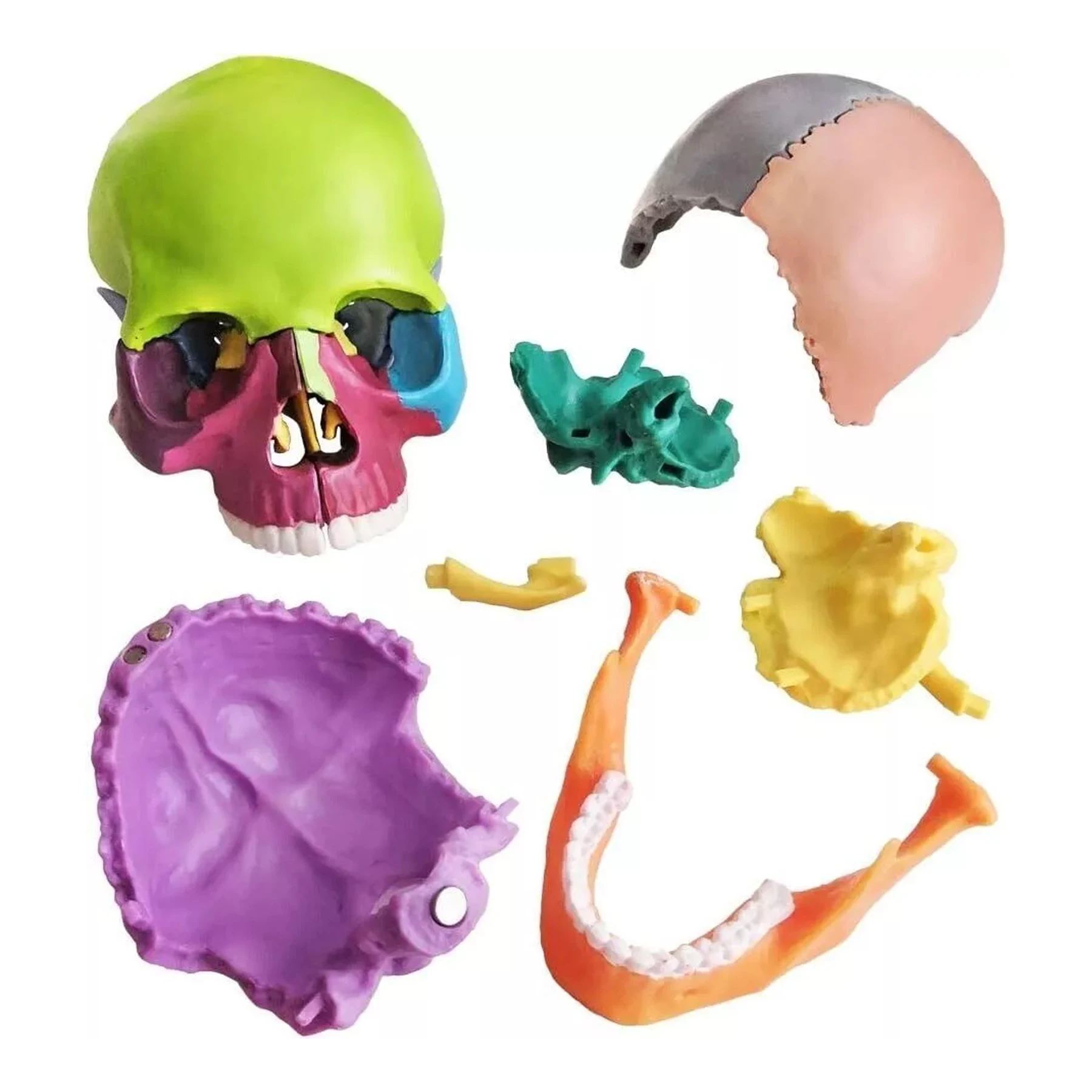 

15 Parts Model Anatomical Anatomy Medical Education Teach Skeleton Colorful