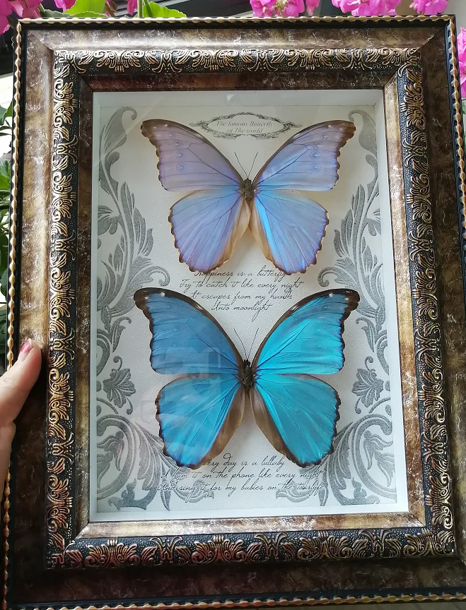 Butterfly Specimen Joy Goddess Big Blue Morpho Butterfly European Glass Cover Photo Frame Ornament Birthday Valentine's Day Gift