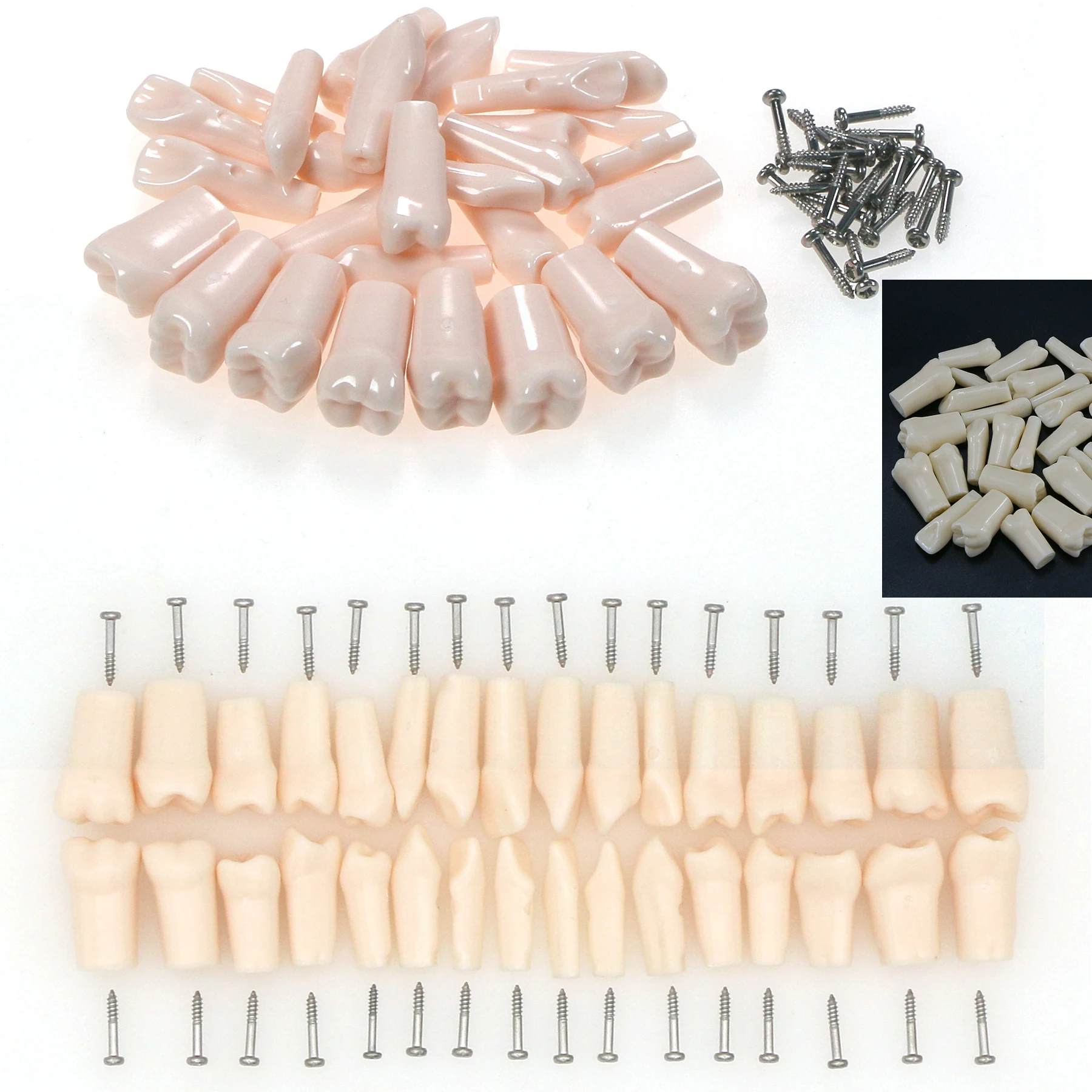 Kilgore NISSIN 200/500 Type Dental Teaching Teeth Model For Technician Practice Preparation Removable Tooth 28/32PCS