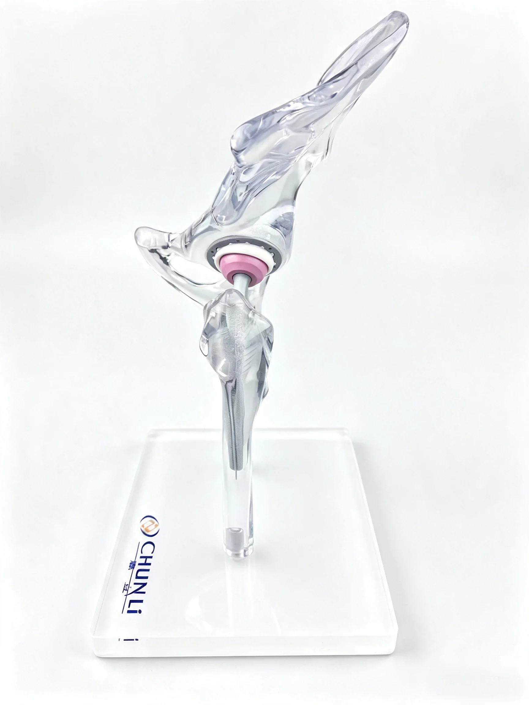 Transparent Hip Joint Model 6