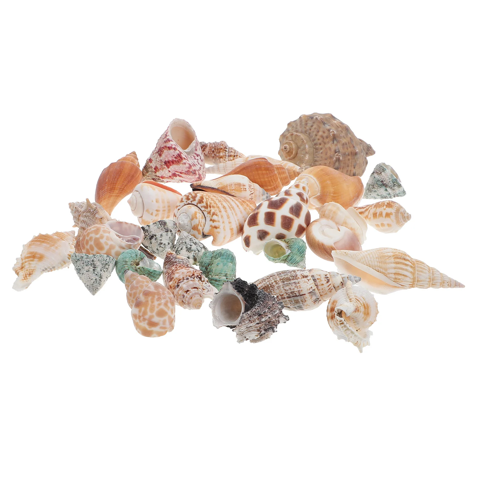 

1Set Natural Conch Decor Fish Tank Landscaping Ornament Mini Aquarium Couch Decor for Hermit Crabs Shell Desktop Ocean Sea Conch