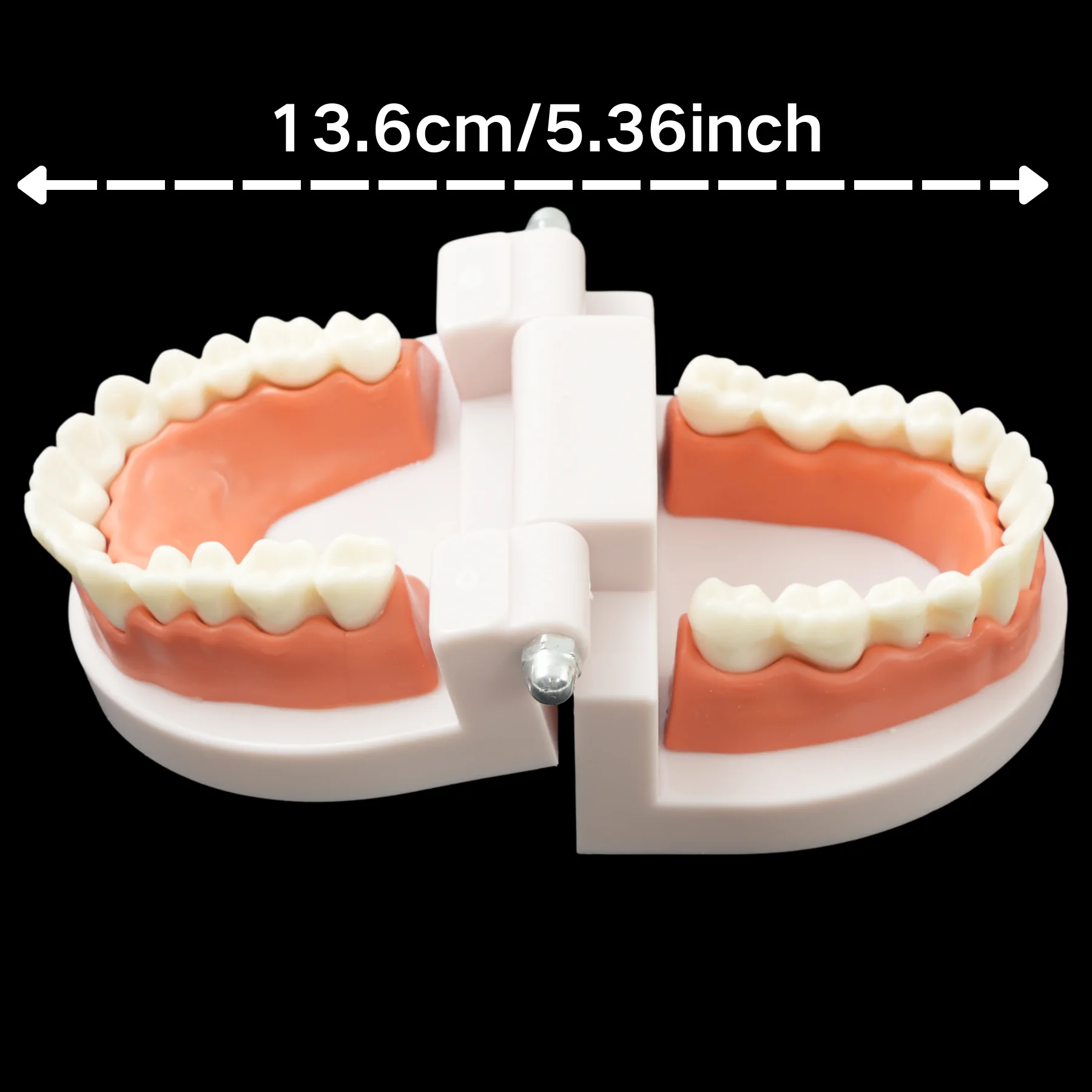 Dental Teeth Model Standard Teeth Teaching Adult Tooth Model Study Training Tool 28 Teeth Dentistry Lab Teeth Learn Material
