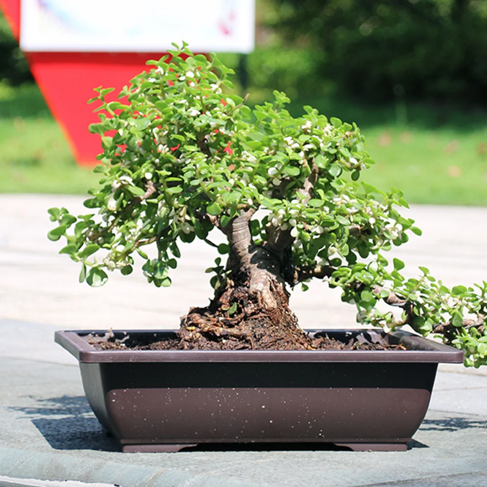 5 Pcs Flower Pots Practical Bonsai Gardening Container Orchid Office Household Large Flowerpot