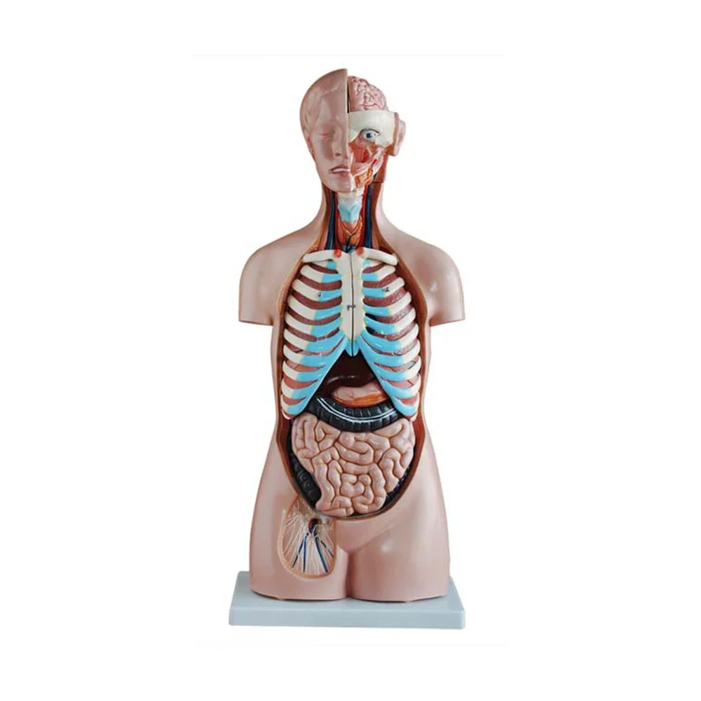 LTM101 Cheap Medical Science Plastic Adult Life-Size Skeleton 180cm Tall