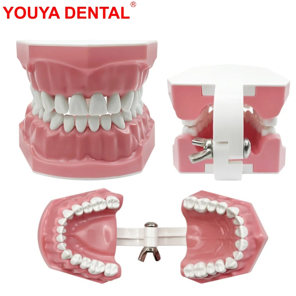 Modèle de dents dentaires en plastique, modèle fuchsia, médecin, patient, dentiste, dentiste, étudiants, étudiant, démonstration de l\'éducation,