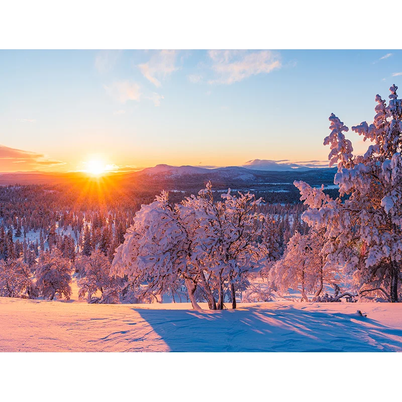 Winter Forest Snowcovered Road Photography Backdrops Blurred Landscape Snowflakes Road Spruce Trees Photo Background XD-02