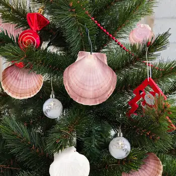 6 best sales Vỏ sò - №5