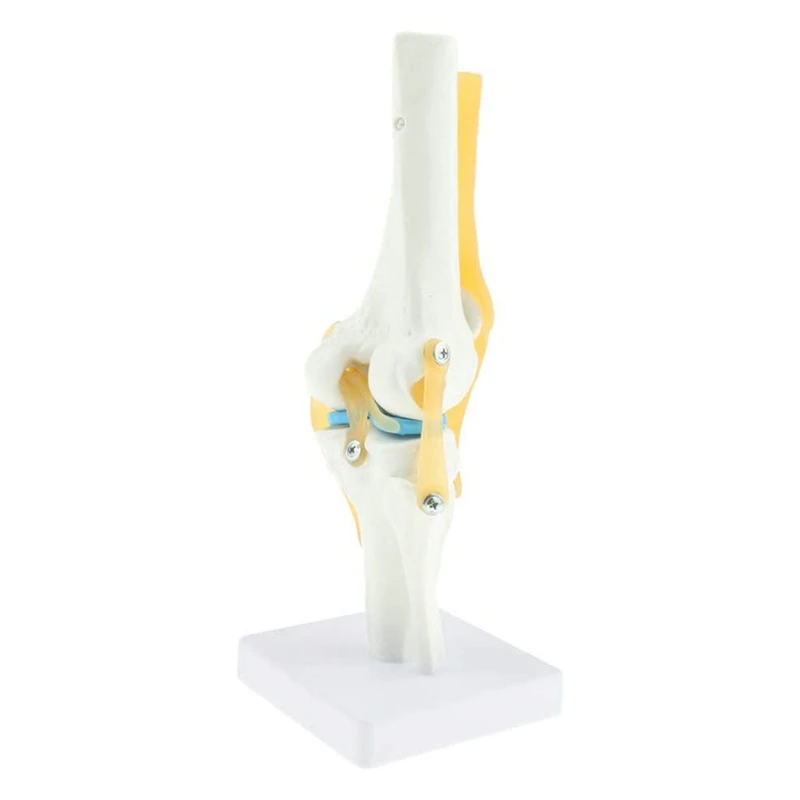 1:1 Life-Size Knee Anatomical Model (Human Functional Knee Ligament Model)