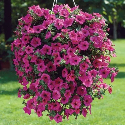 Petunia seeds with hanging shoots Rubina F2 0.01g more than 80 seeds