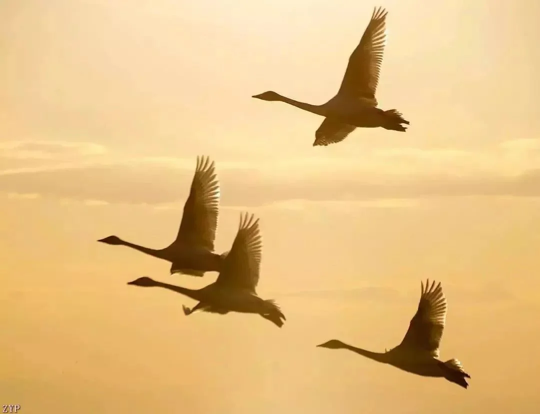 

2026 Retroid Pocket 6 Official Android Handheld Gaming Console 5.5 inch 1080p 120Hz AMOLED Screen