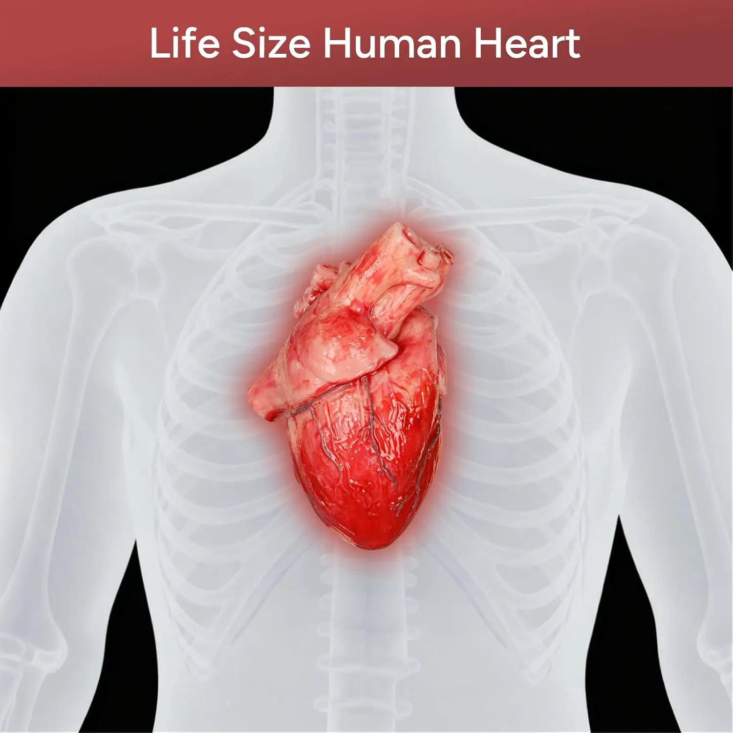 Ultrassist Human Heart Model Silicone Fake Anatomical Heart Prop Life Size for Halloween Haunted House Medical Decor Latex Free