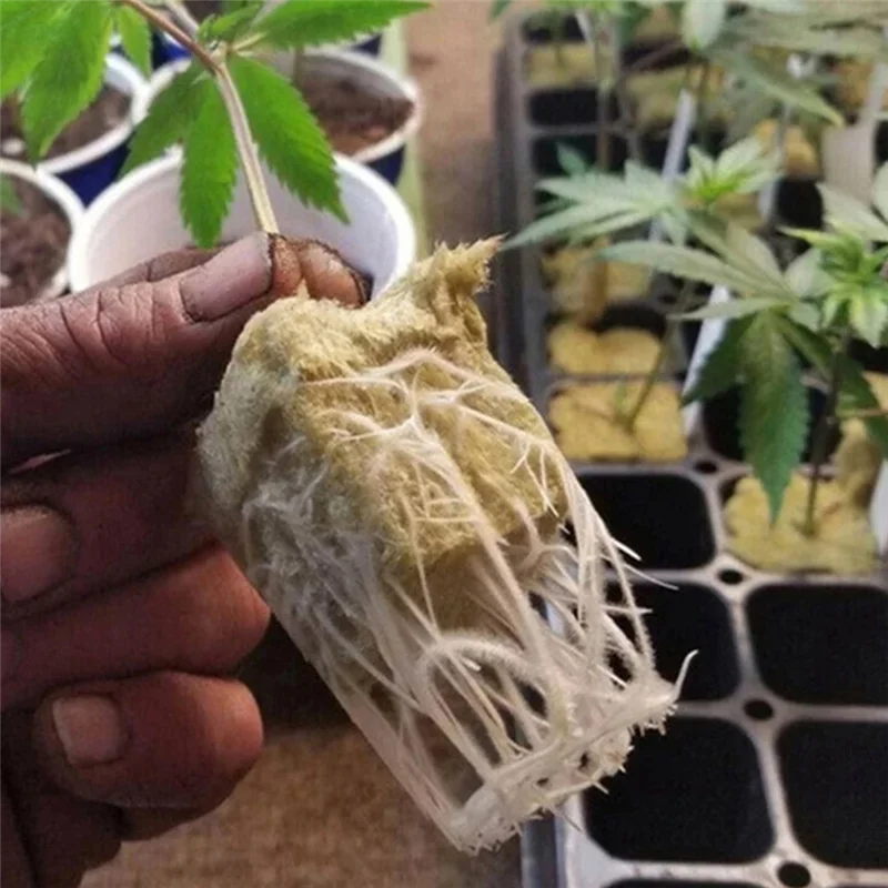 ABGG-plantado hidropónico, bloque mediano para plantas, matriz sin suelo, bandeja de enchufe de lana de roca, cultivo de bloques de plántulas